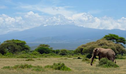 WKili Elephant Mt Kilimanjaro