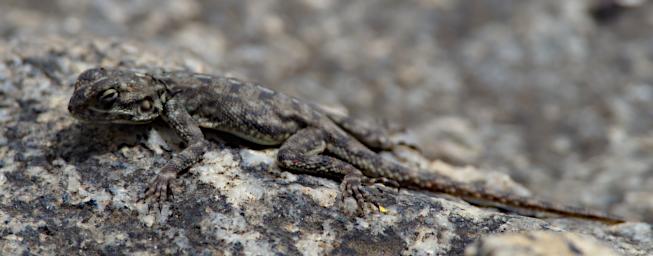 Walk Mwanza Flat Headed Agama