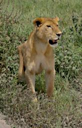 Walk Lion Pride Injured