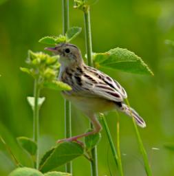 Walk Bird Zitting Cisticola