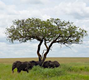 Walk Elephants