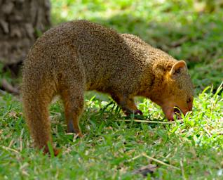 Walk Slender Mongoose