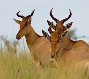 Walk Hartebeest